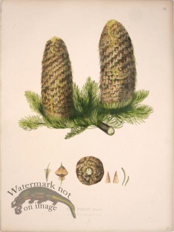 Lawson Pine Cone 05